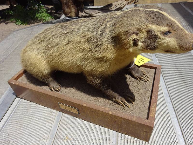 Badger