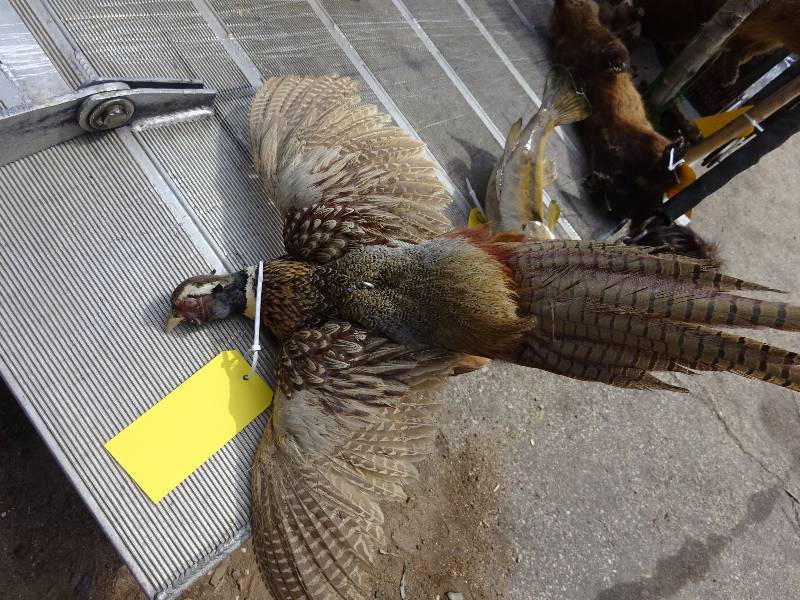 Ringneck