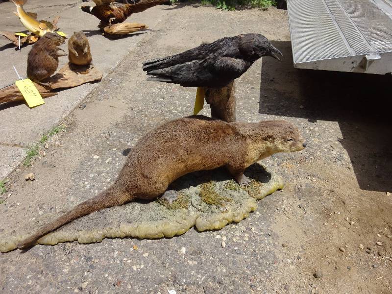 Otter and Crow