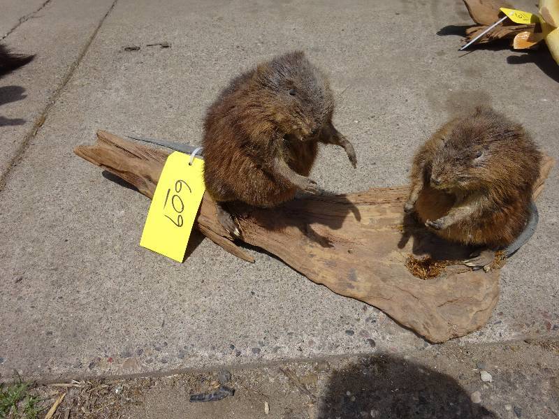 Pair of Muskrats