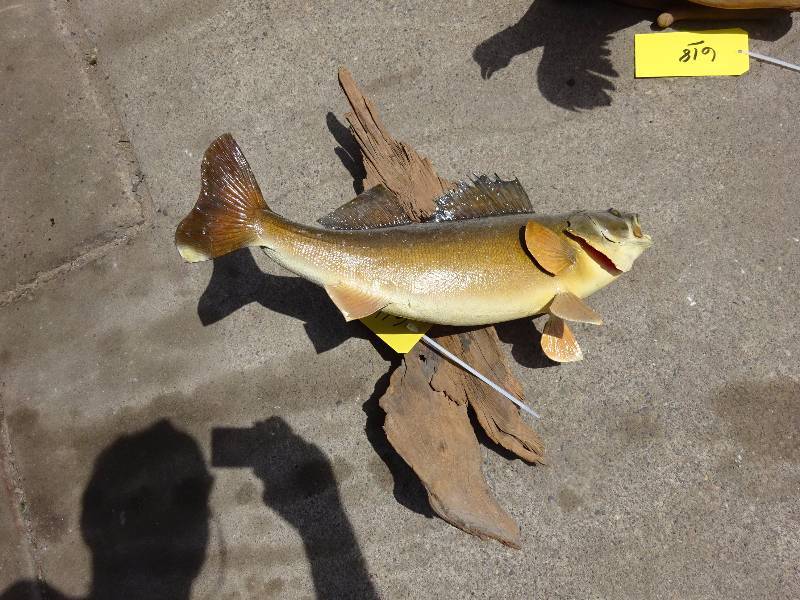 Walleye