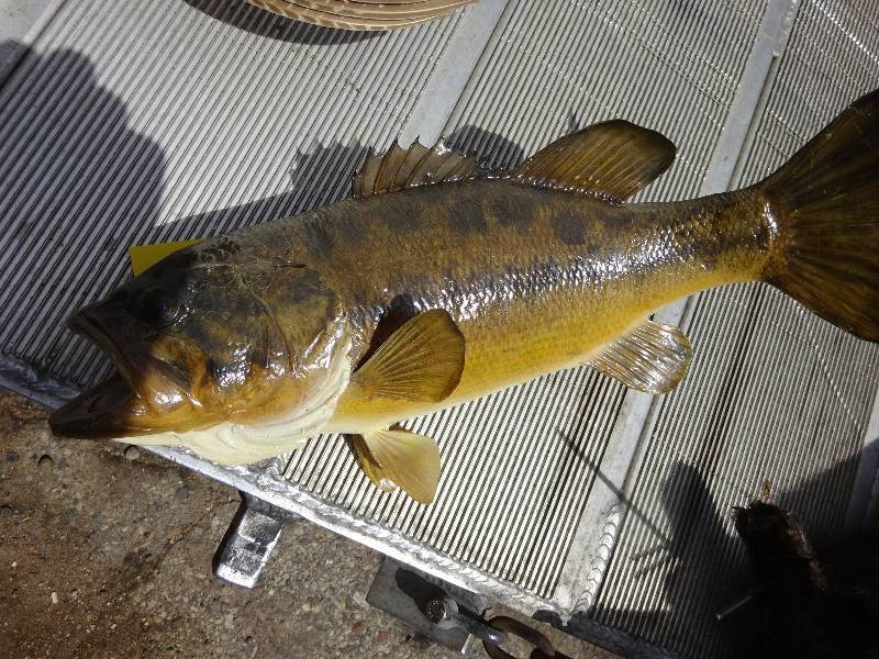 Large Bass