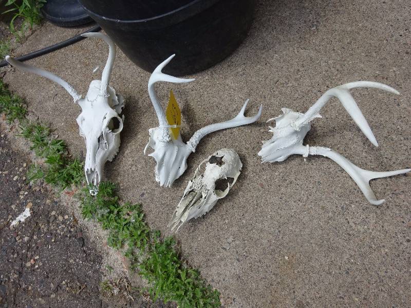 Lot of Bleached Skulls