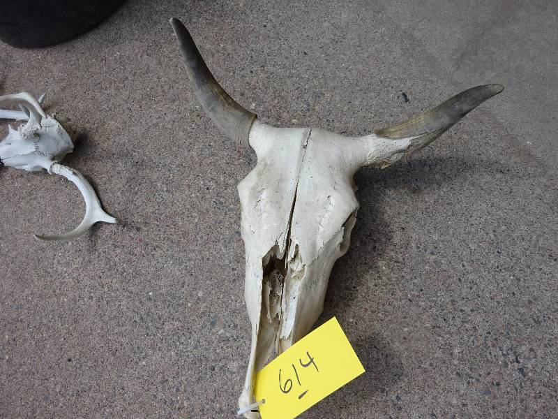 Large Skull