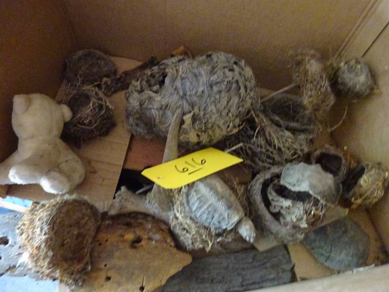 Lot of Bird Nests