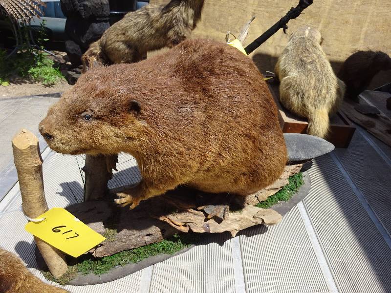 LARGE Beaver