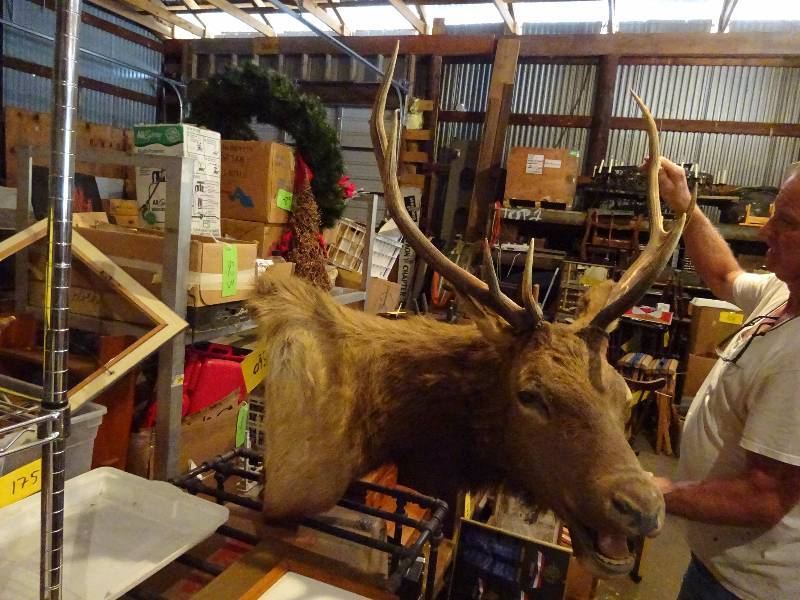 Elk