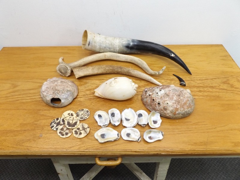 lot 16 image: Lot of Horns, Bone, Shells, etc.