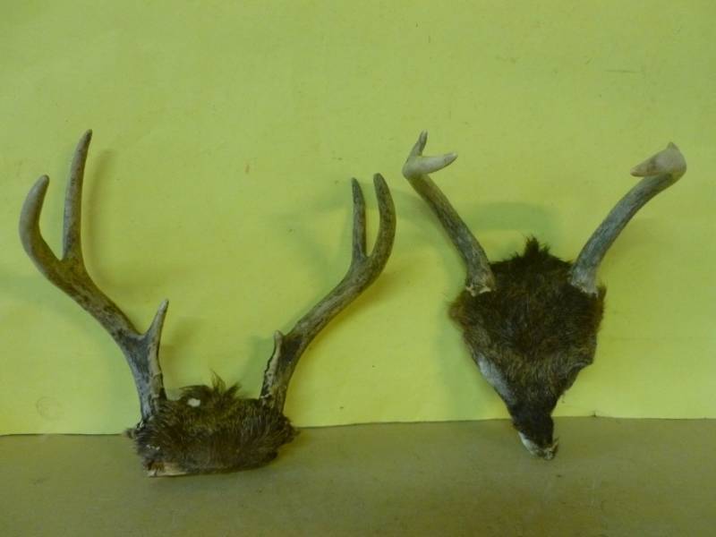 lot 71 image: Deer Antler