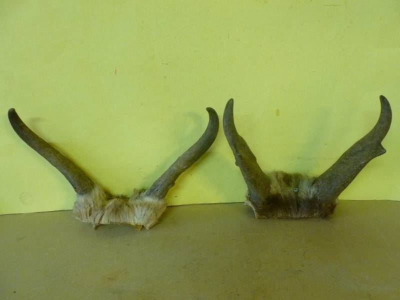 lot 72 image: Antelope Racks