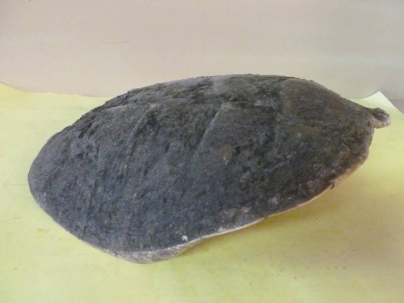 lot 73 image: Snapping Turtle Shell