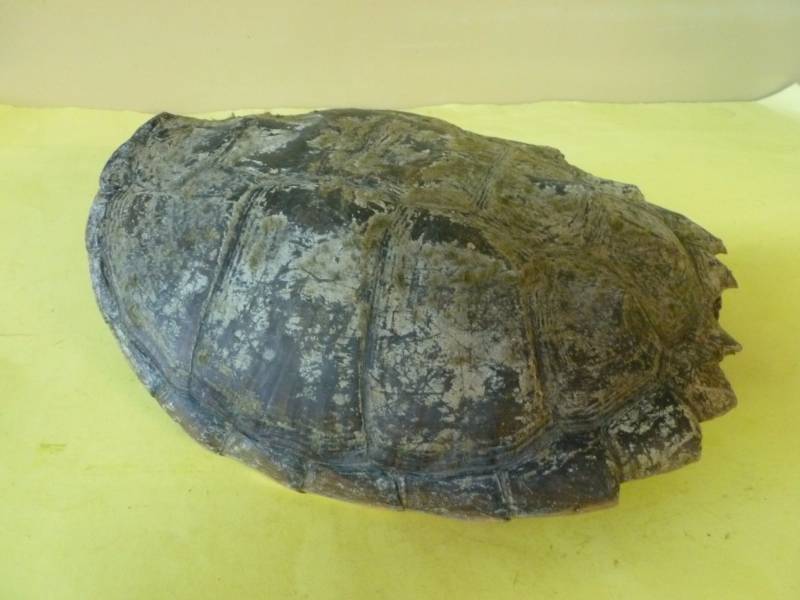 lot 74 image: Snapping Turtle Shell