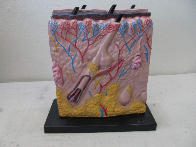 lot 66 image: Large Medical Display