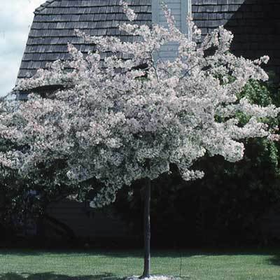 3 ft. Sargent Flowering Crabapple