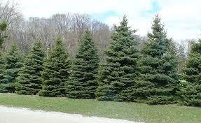 7 ft. Black Hills Spruce
