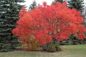 3.5 ft. Amur Maple
