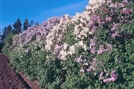 1.5 ft. Lilac