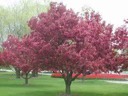 2 ft. Red Splendor Flowering Crabapple