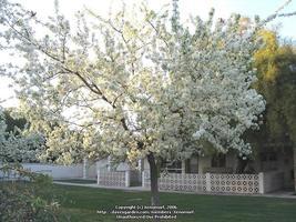 2.5 ft. American Plum