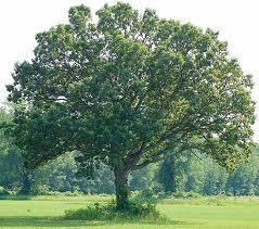 1.5 ft. Oak, White