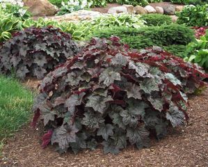 2 gallon Coral Bells, Purple Palace