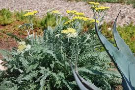 2 gallon Yarrow