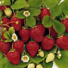 1 gallon Strawberry