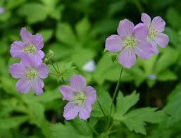 2 gallon Geranium, Wild.