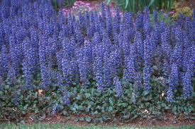 1 gallon Ajuga Carpet Bugle