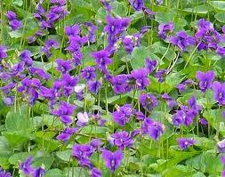 2 gallon Wood Violet