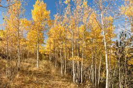 7 ft. Quaking Aspen