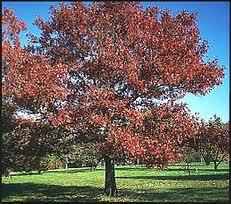 5 ft. Red Oak