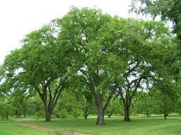6 ft. Elm
