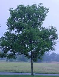 8 ft. Black Walnut