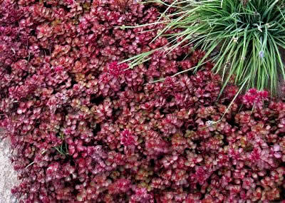 1 Gallon Sedum Dragon S Blood Ground Cover Spring Nursery Stock Ornamental And Fruit Trees Shrubs Perennials Berries K Bid