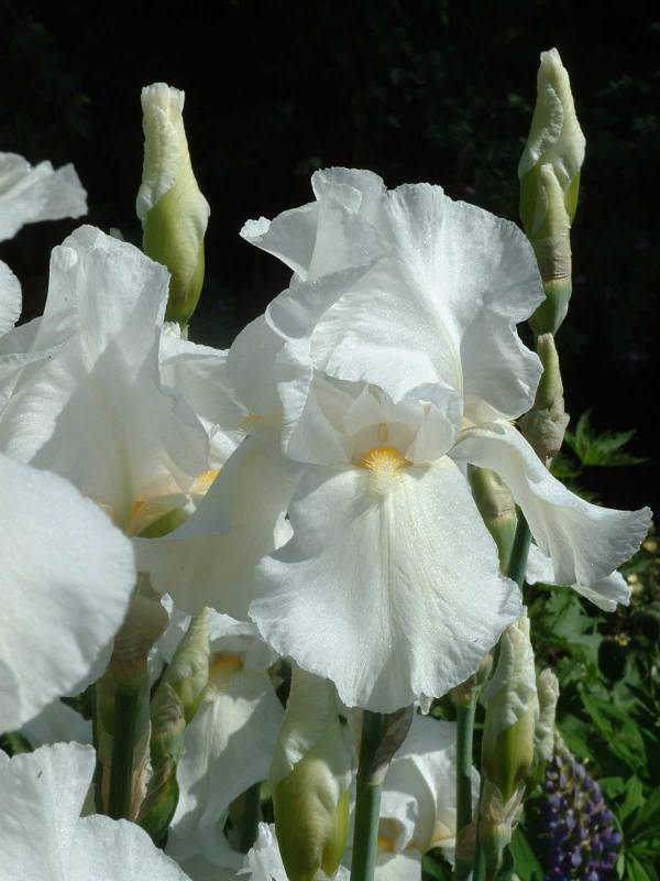2 gallon Iris-White tall bearded Reblooming Iris