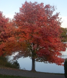 1.5 ft. Red Maple