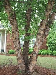 3 ft. River Birch