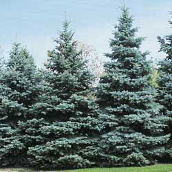 2.5 ft. Colorado Blue Spruce