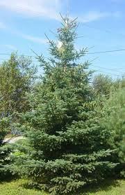 1.5 ft. White Spruce