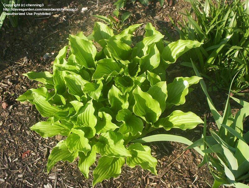 2 gallon Hosta, Honey Bells