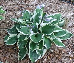 2 gallon Hosta albomarginata