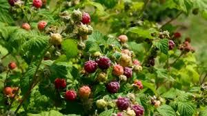 2 gallon Raspberry, Fall (Everbearing)