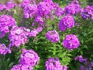 2 gallon Phlox