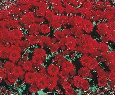 2 gallon Chrysanthemum�MinnAutumn