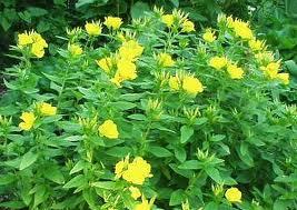 2 gallon Primrose, Missouri Primrose (Sundrops)