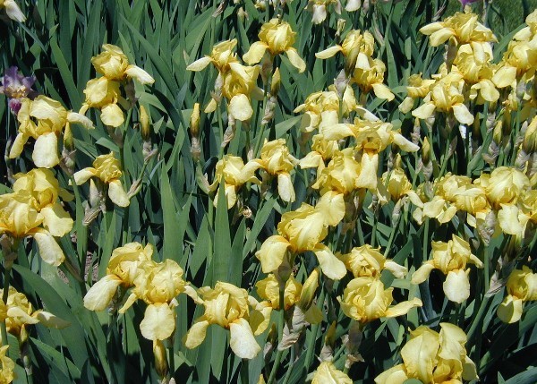 2 gallon Iris, Tall Bearded�Yellow
