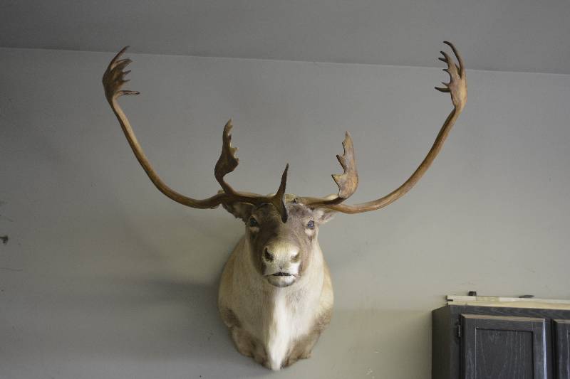 lot 5 image: Caribou Shoulder mount