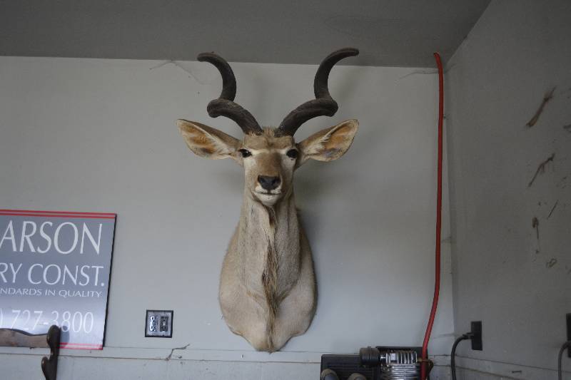 lot 4 image: Kudu Shoulder Mount