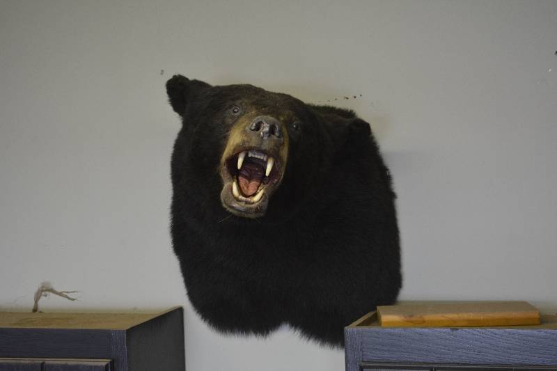 lot 6 image: Black Bear Shoulder mount